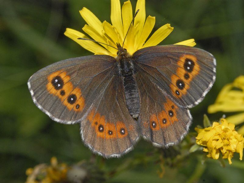 Una Erebia dai molti ocelli - Erebia sp. (euryale o ligea)